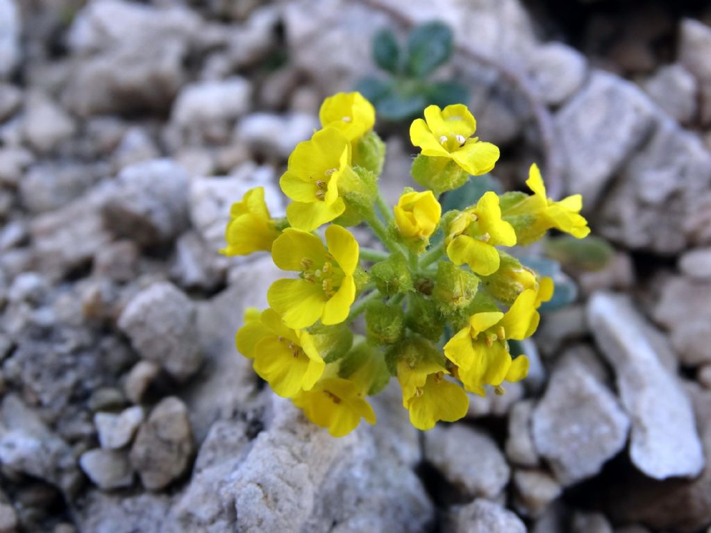 Alyssum wulfenianum subsp. ovirense (=Alyssum ovirense) / Alisso dell''Obir